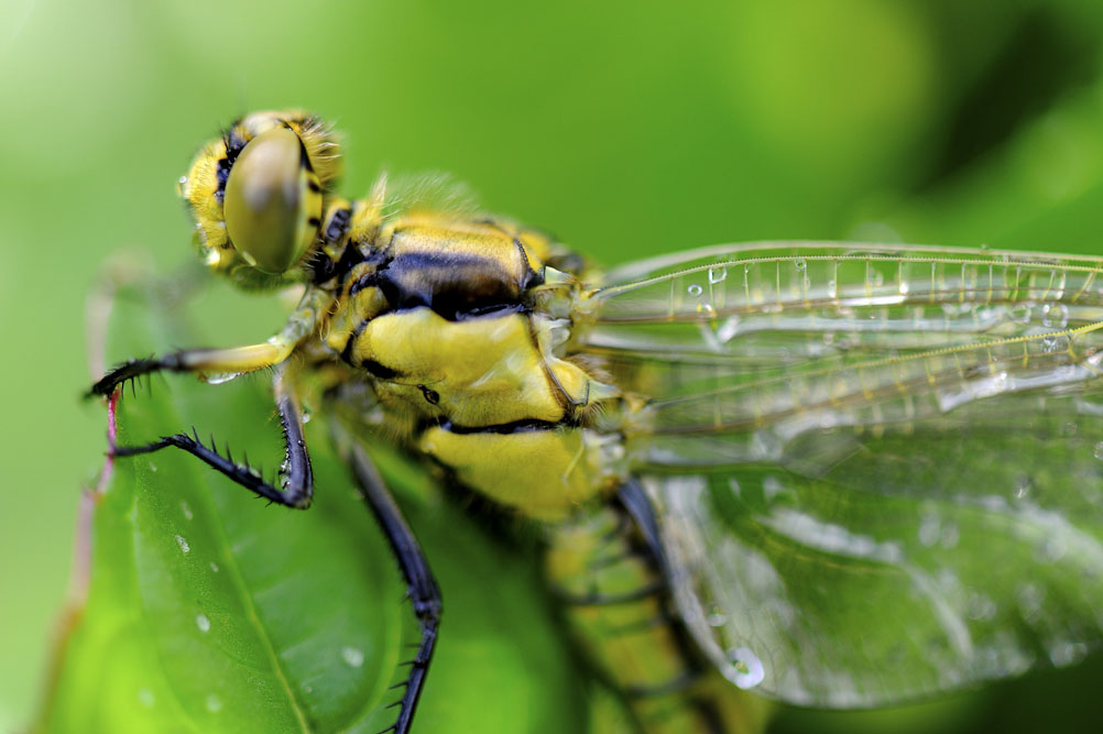 8. Platz Hans Kerler